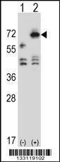 Anti-ARSF Rabbit Polyclonal Antibody