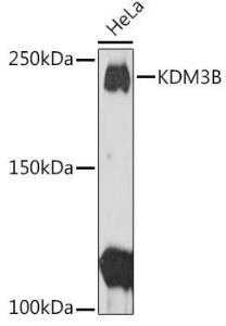 Antibody A11529-100 100 µl