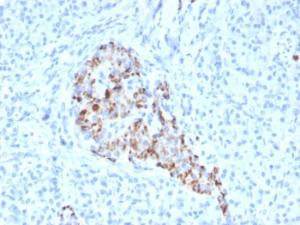 Immunohistochemical analysis of formalin-fixed, paraffin-embedded human pancreas using Anti-Chromogranin A Antibody [CHGA/4544R]