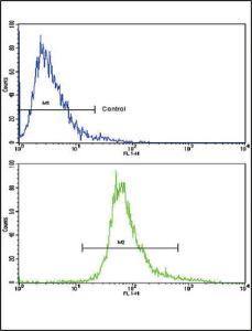 Anti-BDNF Rabbit polyclonal antibody unconjugated