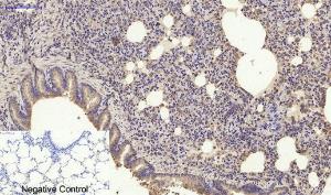 Immunohistochemical analysis of paraffin-embedded rat lung tissue using Anti-SDF-1 Antibody at 1:200 (4°C overnight). Negative control was secondary antibody only