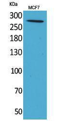 Western blot analysis of MCF7 cells using Anti-IGF2R Antibody