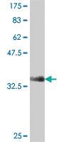 Anti-NCAPG2 Mouse Polyclonal Antibody