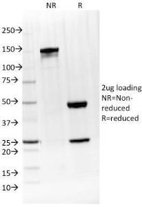 Antibody anti-IL-4 IL41597 100 µg