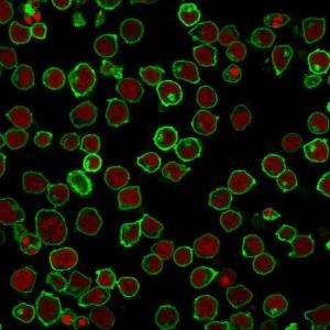 Immunofluorescent analysis of PFA fixed Jurkat cells stained with Anti-CD45 Antibody [F10-89-4] followed by Goat Anti-Mouse IgG (CF and #174; 488) (Green). The nuclear counterstain is RedDot