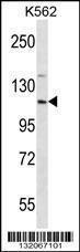 Anti-EIF3CL Rabbit Polyclonal Antibody (FITC (Fluorescein Isothiocyanate))