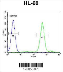 Anti-FOXC2 Rabbit Polyclonal Antibody (Biotin)