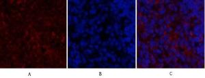 Immunofluorescence analysis of rat spleen tissue using Anti-SDF-1 Antibody (red) at 1:200 (4°C overnight). Cy3 labelled secondary antibody was used at 1:300 (RT 50min). Panel A: Target. Panel B: DAPI. Panel C: Merge