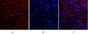 Immunofluorescence analysis of human lung tissue using Anti-SDF-1 Antibody (red) at 1:200 (4°C overnight). Cy3 labelled secondary antibody was used at 1:300 (RT 50min). Panel A: Target. Panel B: DAPI. Panel C: Merge