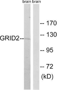 Anti-GRID2 Rabbit Polyclonal Antibody