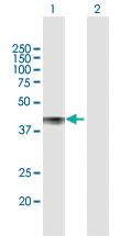 Anti-CDCP1 Mouse Polyclonal Antibody