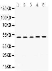 Anti-SDC1 Rabbit Polyclonal Antibody