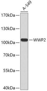 Anti-Wwp2 antibody