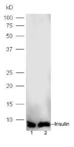 Anti-INS Rabbit Polyclonal Antibody