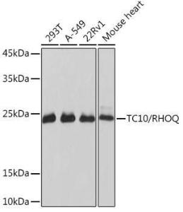 Western blot analysis of extracts of various cell lines, using Anti-TC10 Antibody [ARC2309] (A306373) at 1:1,000 dilution The secondary antibody was Goat Anti-Rabbit IgG H&L Antibody (HRP) at 1:10,000 dilution Lysates/proteins were present at 25 µg per lane