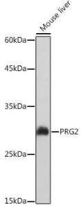 Western blot analysis of extracts of Mouse liver, using Anti-PRG2 Antibody (A11539) at 1:1,000 dilution The secondary antibody was Goat Anti-Rabbit IgG H&L Antibody (HRP) at 1:10,000 dilution Lysates/proteins were present at 25 µg per lane