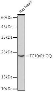 Western blot analysis of extracts of Rat heart, using Anti-TC10 Antibody [ARC2309] (A306373) at 1:1,000 dilution The secondary antibody was Goat Anti-Rabbit IgG H&L Antibody (HRP) at 1:10,000 dilution Lysates/proteins were present at 25 µg per lane