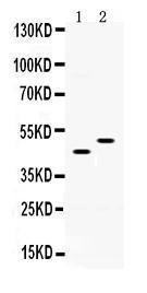 Anti-SLC10A1 Rabbit Polyclonal Antibody