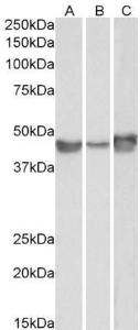 Antibody anti-SERPINE1 A84079-100 100 µg