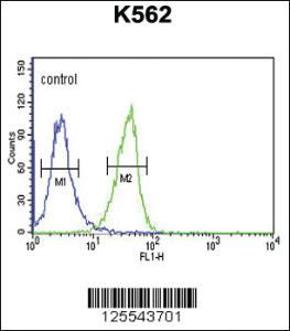 Anti-IN80B Rabbit Polyclonal Antibody