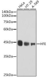 Western blot analysis of extracts of various cell lines, using Anti-HFE Antibody [ARC2554] (A306374) at 1:1000 dilution