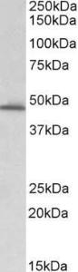 Antibody anti-SERPINE1 A84079-100 100 µg