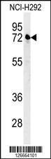 Anti-KLHL24 Rabbit Polyclonal Antibody (PE (Phycoerythrin))