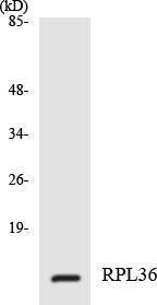 Western blot analysis of the lysates from 293 cells using Anti-RPL36 Antibody