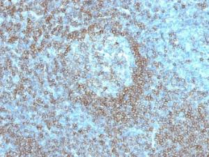 Antibody anti-CD45RA K4B5 100 µg