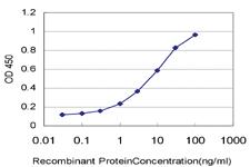 Anti-CSNK1G1 Mouse Monoclonal Antibody [clone: 3D1]