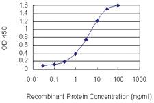 Anti-RHOXF1 Mouse Monoclonal Antibody [clone: 4D12]