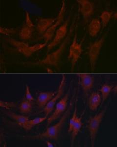 Immunofluorescence analysis of C6 cells using Anti-PRG2 Antibody (A11539) at a dilution of 1:100 (40x lens) DAPI was used to stain the cell nuclei (blue)