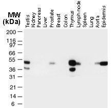 Anti-TRADD Rabbit Polyclonal Antibody