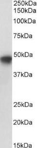 Anti-SERPINE1 Antibody (A84080/Biotin) (0.2 µg/ml) staining of HepG2 lysate (35 µg protein in RIPA buffer), exactly mirroring its parental non-biotinylated product