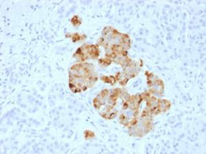 Immunohistochemical analysis of formalin-fixed, paraffin-embedded human pancreas using Anti-Chromogranin A Antibody