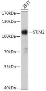 Western blot analysis of extracts of 293T cells, using Anti-STIM2 Antibody (A305495) at 1:1,000 dilution