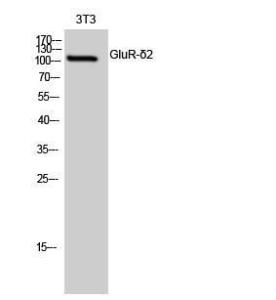 Anti-GRID2 Rabbit Polyclonal Antibody