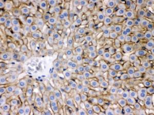 Anti-SLC10A1 Rabbit Polyclonal Antibody