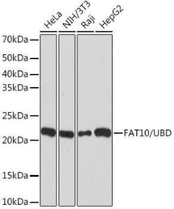 Western blot analysis of extracts of various cell lines, using Anti-FAT10 Antibody [ARC1379] (A306378) at 1:1,000 dilution. The secondary antibody was Goat Anti-Rabbit IgG H&L Antibody (HRP) at 1:10,000 dilution.