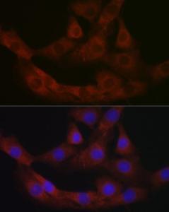 Immunofluorescence analysis of NIH/3T3 cells using Anti-PRG2 Antibody (A11539) at a dilution of 1:100 (40x lens) DAPI was used to stain the cell nuclei (blue)