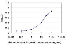 Anti-CSNK1G1 Mouse Monoclonal Antibody [clone: 2E10]