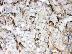 Anti-SLC10A1 Rabbit Polyclonal Antibody