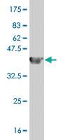 Anti-RELA Mouse Monoclonal Antibody [clone: 8G3]