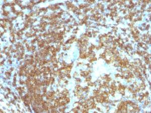 Immunohistochemical analysis of formalin-fixed, paraffin-embedded human tonsil using Anti-CD45RA Antibody [158-4D3]