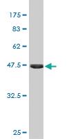 Anti-FGF21 Mouse Monoclonal Antibody [clone: 1A8]