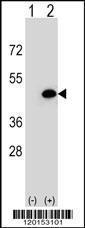 Anti-EIF3H Rabbit Polyclonal Antibody (FITC (Fluorescein Isothiocyanate))