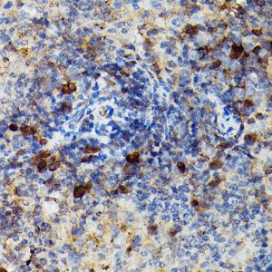 Immunohistochemistry analysis of paraffin-embedded mouse spleen using Anti-Granzyme B Antibody (A11541) at a dilution of 1:100 (40X lens). Perform high pressure antigen retrieval with 10 mM citrate buffer pH 6.0 before commencing with IHC staining protocol