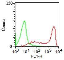 Flow cytometric analysis of human PBMCs using Anti-CD45RA Antibody [158-4D3] (Red). Isotype Control (Green).