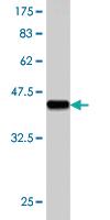 Anti-RHOC Mouse Monoclonal Antibody [clone: 1B7]