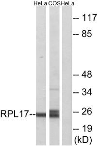 Western blot analysis of lysates from HeLa and COS7 cells using Anti-RPL17 Antibody. The right hand lane represents a negative control, where the antibody is blocked by the immunising peptide